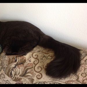 Meet your Posher, Sandy